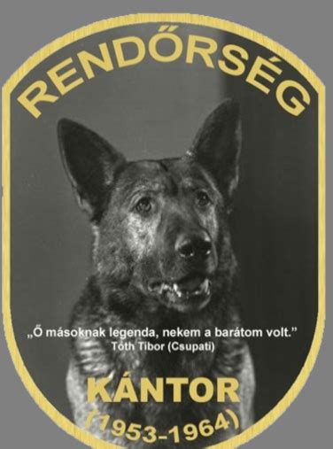 Kántor, a német juhász nyomozókutya