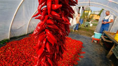 Magyar Paprika Története Idővonal