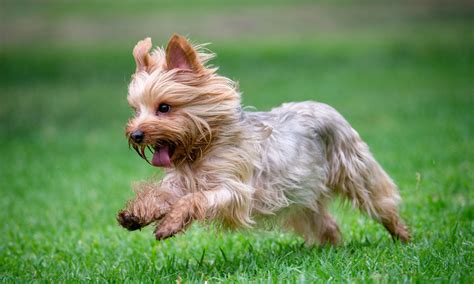 Yorkshire terrier nyers hússal etetve