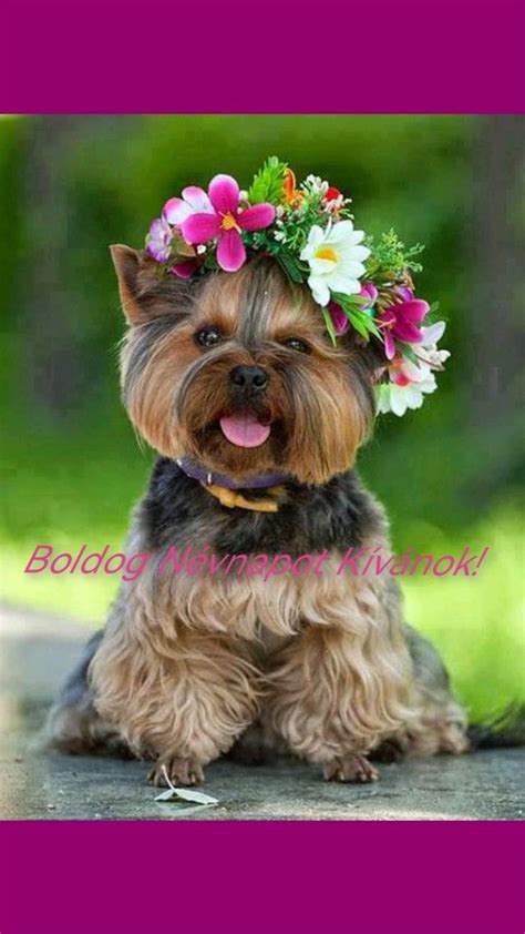 Boldog yorkshire terrier