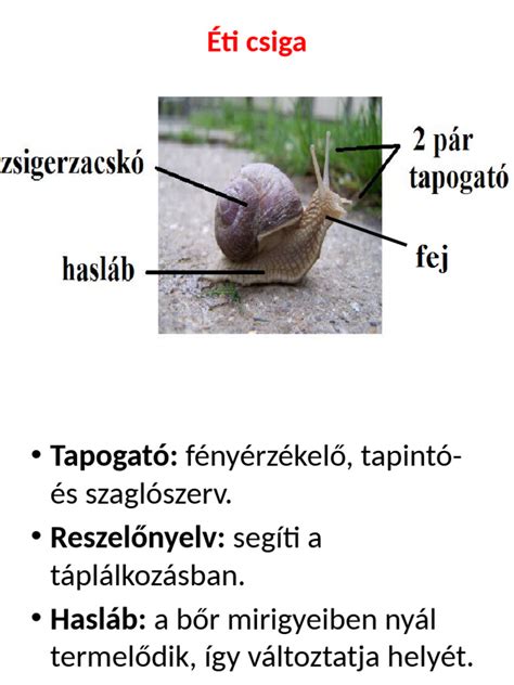 Éti csiga feji részének metszete a szájüreggel és tapogatókkal