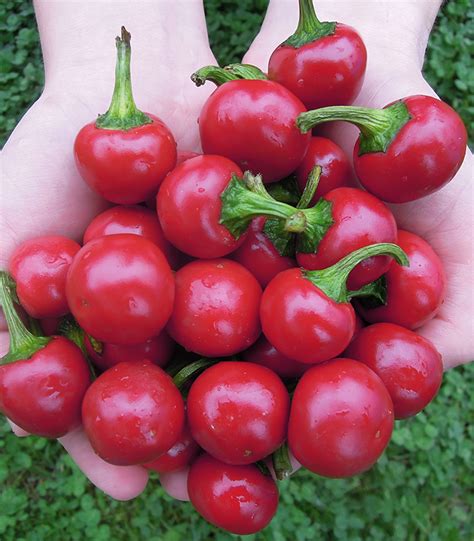 Cseresznyepaprika szüretelése