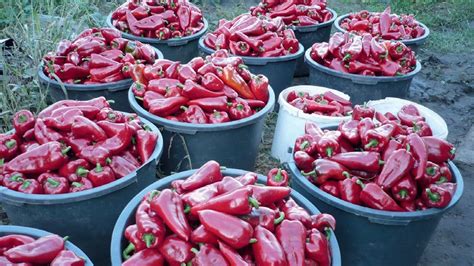 paprika termesztési technológia