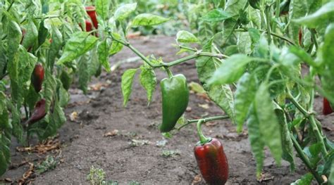 paprika gondozása