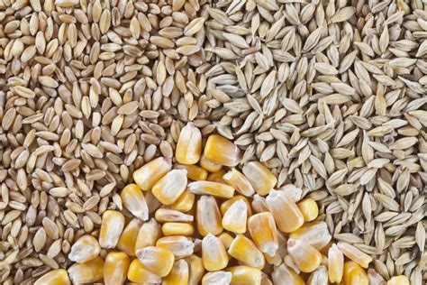 Teljes gabonaszemek ábrája