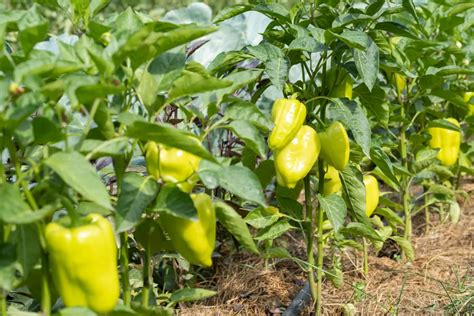 A talajtulajdonságok és a paprika növekedése