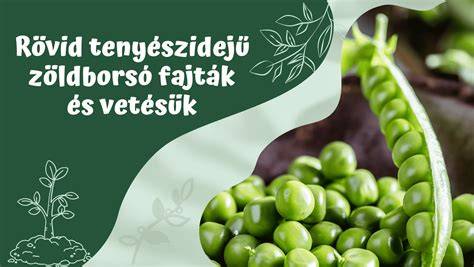 Zöldborsó vetési mélysége és sűrűsége