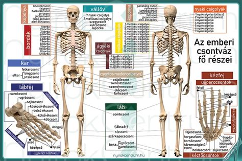 Az emberi test víztartalmát bemutató diagram, nemek szerinti különbségekkel