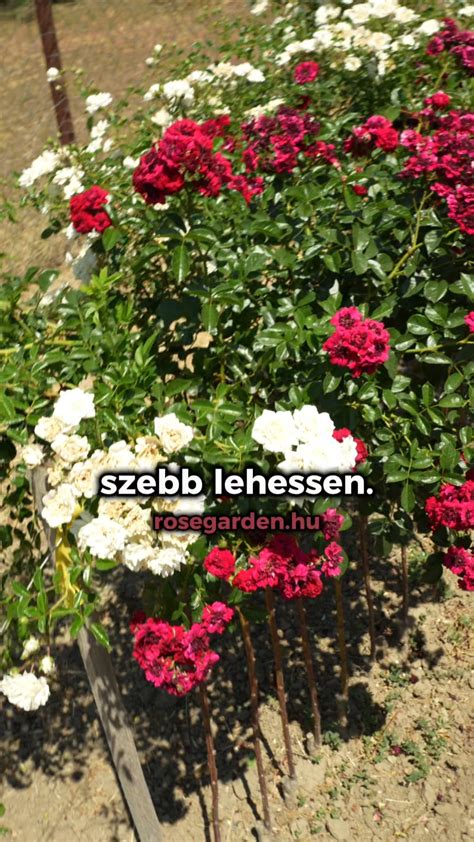 Rózsaföldlabda ültetésre előkészítve