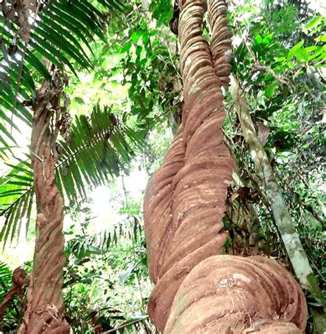 Banisteriopsis caapi lián