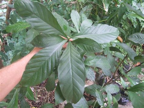 Psychotria viridis levelek