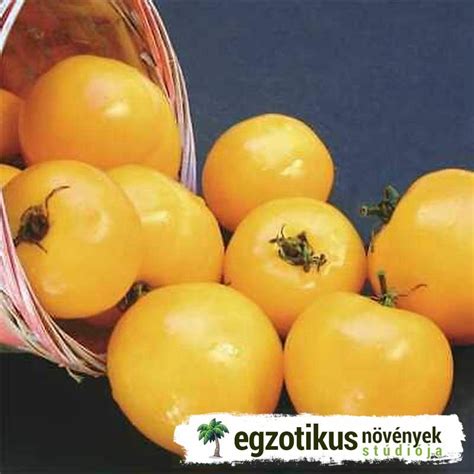 különféle paradicsomok