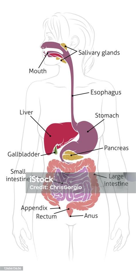 Emberi emésztőrendszer