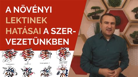 Lektinek hatása a vérre