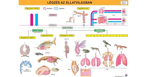 Malomtípusok fejlődése illusztráció