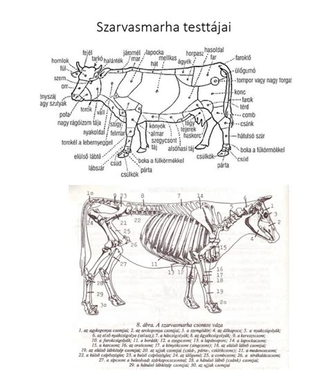 A sertés húsrészeinek ábrája vágási pontokkal