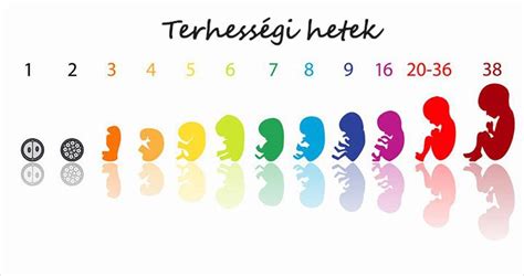pulykaembrió fejlődése első hét