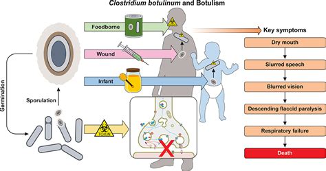 A Clostridium botulinum toxin hatása