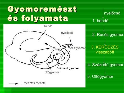 Szarvasmarha gyomrának részei