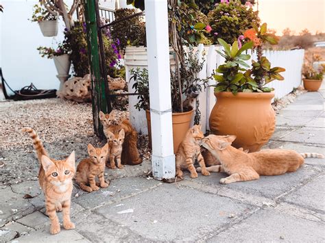 Kőkori ember és macska sírja Cipruson