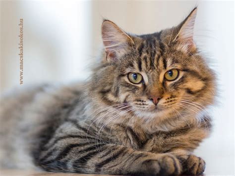 Modern házi macska pihen