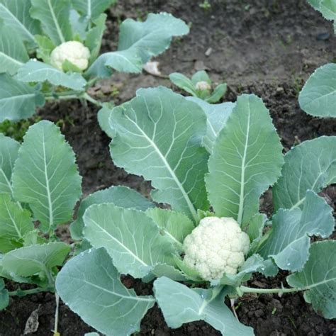 karfiol aprításához szükséges eszközök