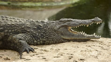 krokodil egy vízparton