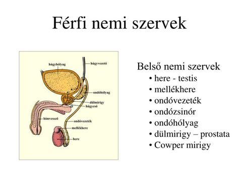 A férfi ivarszervek diagramja
