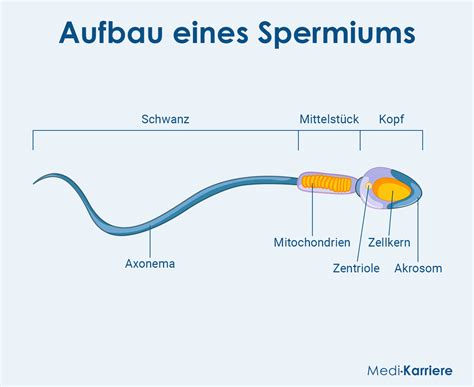 Spermium termelődése