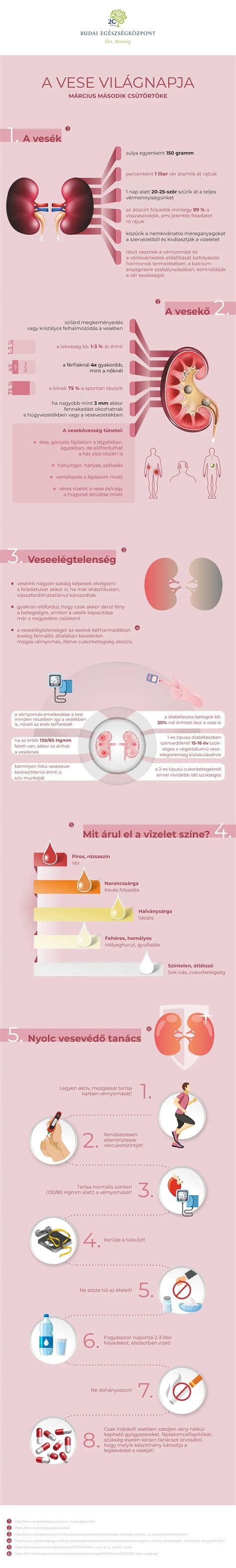 A vese működését ábrázoló infografika