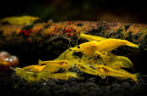 Yellow Fire garnélák egy akváriumban