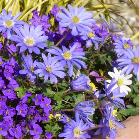 Lila Anemone tengeri akváriumban