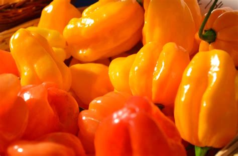 Habanero paprikák gyűjteménye
