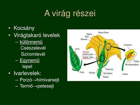 Uborka keresztmetszete, jelölve a kocsány felőli részt és a héj alatti réteget