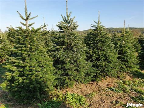 Nordmann fenyő tűlevelek