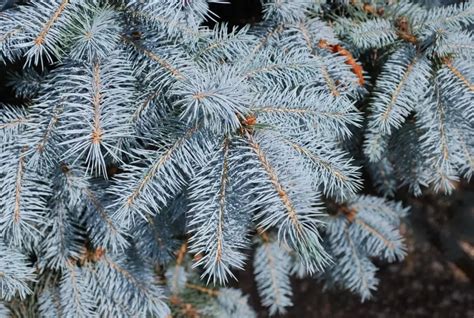 Ezüstfenyő a hóban