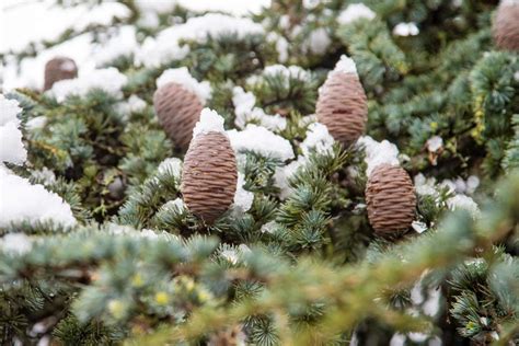 Különböző fenyőfajok