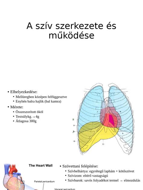 Csigahajtás szerkezete és működése
