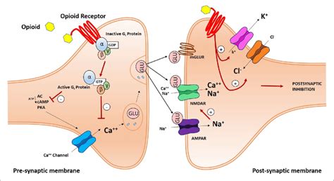 Opioid receptorok működése