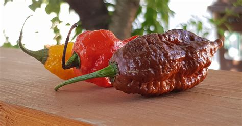 A különböző chili fajták csípősségi skálája