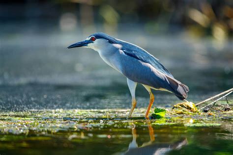 A bakcsó (Nycticorax nycticorax) portréja természetes élőhelyén