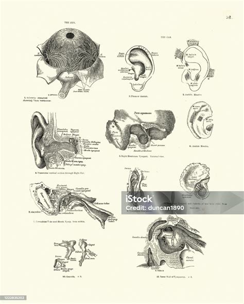 Anatómiai rajz a bicepsz izomról