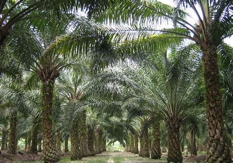 Olajpálma ültetvény