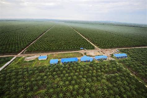 Esőerdőirtás pálmaolaj ültetvény miatt