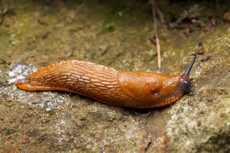 Arion vulgaris meztelencsiga