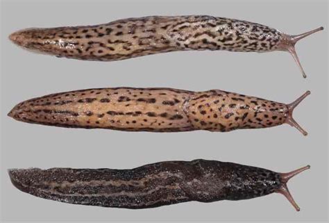 Térkép a spanyol meztelencsiga európai elterjedéséről