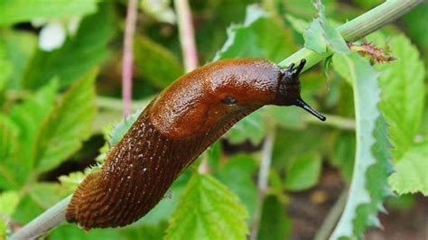 Károsított növényi levelek spanyol meztelencsiga rágásnyomokkal