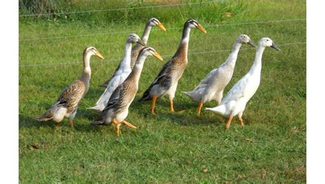 Indiai futókacsa a kertben, mint természetes csiga ellenség