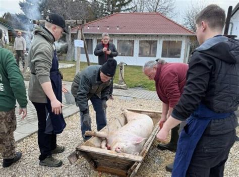 Tradicionális disznóvágás a sváb falvakban