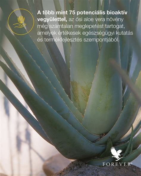 Méhek beporoznak virágokat